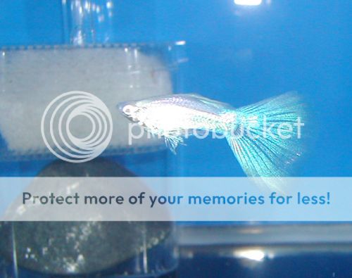 guppies for sale. Some of the guppies for sale